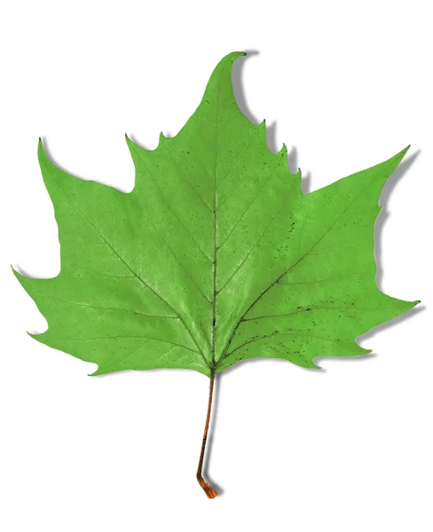 Groene blad als een herfst symbool geïsoleerd op wit — Stockfoto