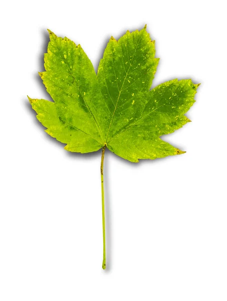 Foglia verde come simbolo autunnale isolata sul bianco — Foto Stock