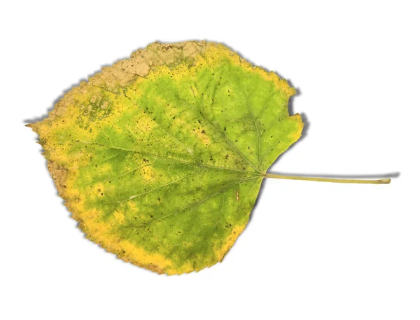 Zelený list jako symbol podzimní izolovaných na bílém — Stock fotografie