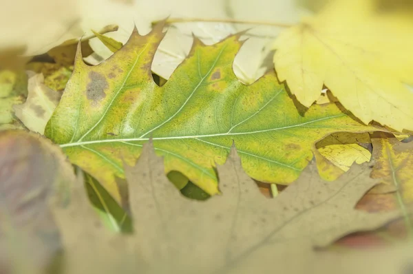 Feuille verte fond gros plan, fond d'automne — Photo