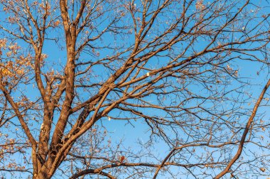 Büyük ağaç, her yönde dışarı dalları olmadan yapraklar, mavi gökyüzü, görünümü aşağıdan