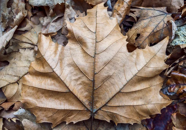 Achtergrondkleur voor bladeren, herfst, — Stockfoto