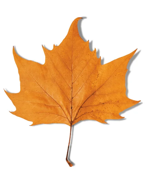 オレンジ葉の白で隔離秋のシンボル — ストック写真