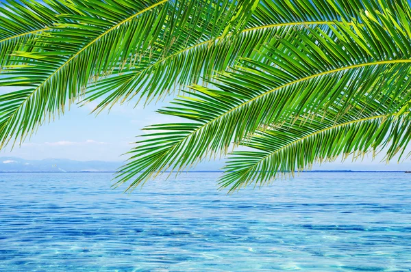 Nubes azules del mar en el cielo y hojas de palmera — Foto de Stock