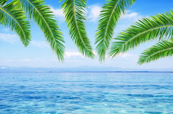 Nubes azules del mar en el cielo y hojas de palmera — Foto de Stock