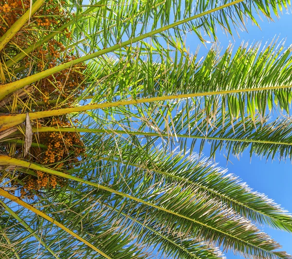 Закрыть пальму в голубом небе — стоковое фото