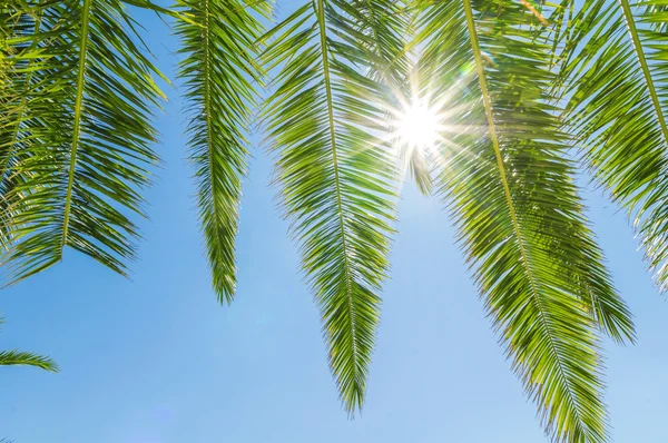 Зеленая пальма в голубом небе — стоковое фото