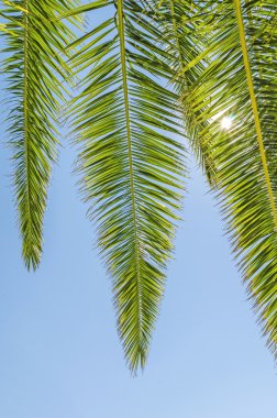 Palmiye ağacı mavi gökyüzünde kapatın