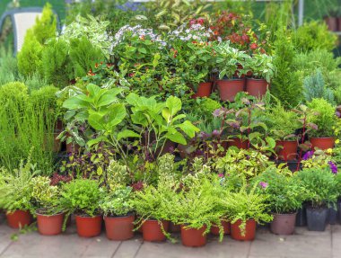 Bir sürü Park yağmurlu gün çeşitli çiçek