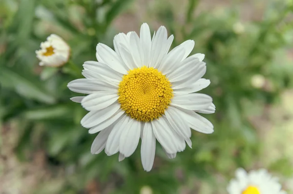 One daisy flower on field isolated — Stock Photo, Image