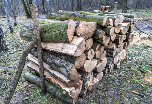 Hromadu dřeva kmenů v lese — Stock fotografie