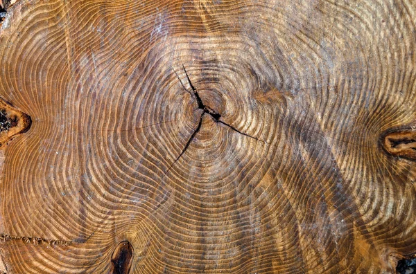 Textura de madera del tronco del árbol cortado, primer plano —  Fotos de Stock