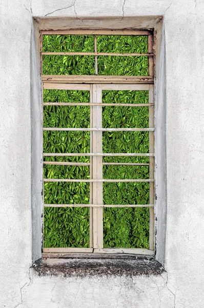 Ventana de la antigua casa de cemento con vista a la hiedra verde —  Fotos de Stock