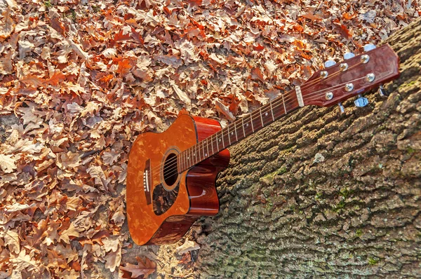 Gitara, opierając się na drzewie w parku jesień w pochmurny dzień — Zdjęcie stockowe