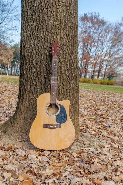 Gitara, opierając się na drzewie w parku jesień w pochmurny dzień — Zdjęcie stockowe