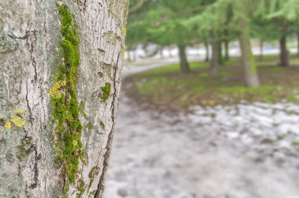 Árbol tronco cerca aislado de fondo —  Fotos de Stock