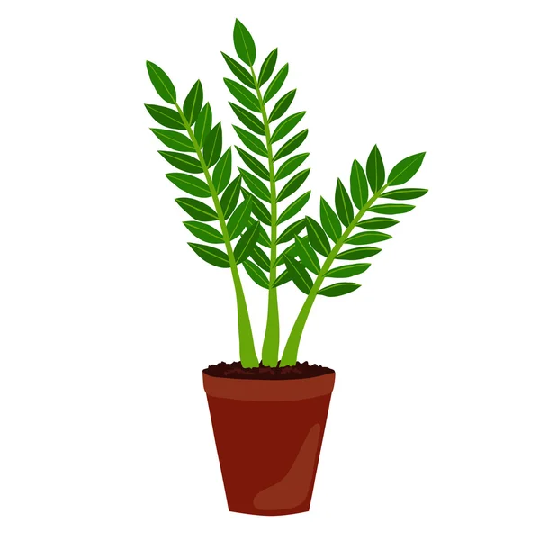 Houseplant: zamioculcas. ZZ bitki. — Stok Vektör