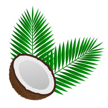 Hindistan cevizi vektör çizimi beyaz arkaplanda izole edildi