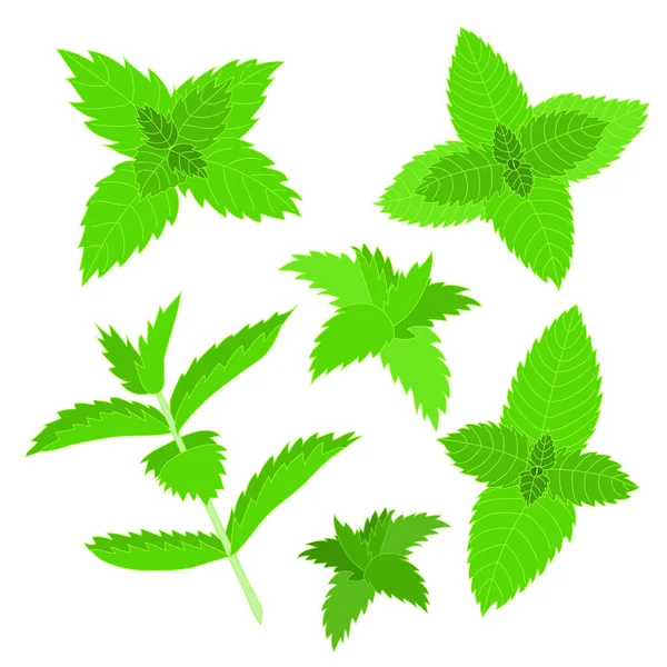 Green Leaves Mint Vector Illustration — Stock Vector