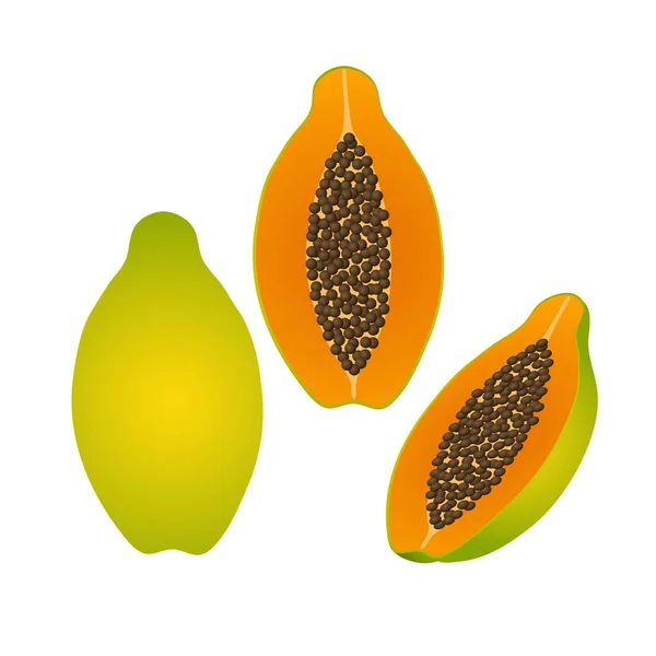 Vector Illustration Papaya — Stock Vector