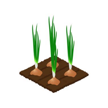 Toprakta büyüyen soğanların vektör çizimi