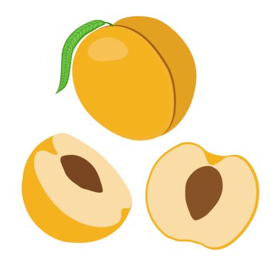 Kayısıların vektör illüstrasyonu meyve simgesi