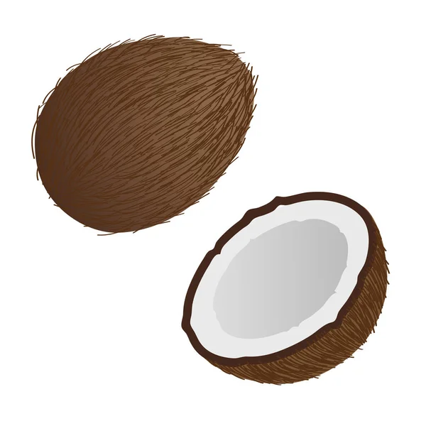 Kokosnüsse Auf Weißem Hintergrund Vektor Illustration — Stockvektor