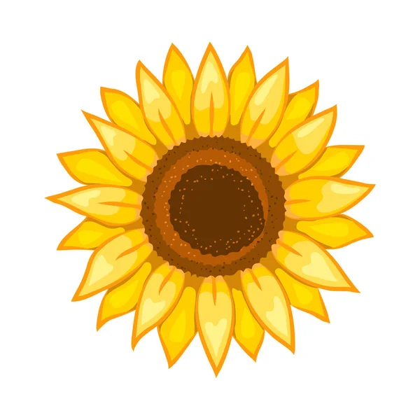 Sunflower Isolated White Background — Stock Vector