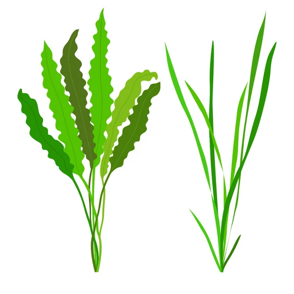 在白色背景上分离的绿色植物 — 图库矢量图片