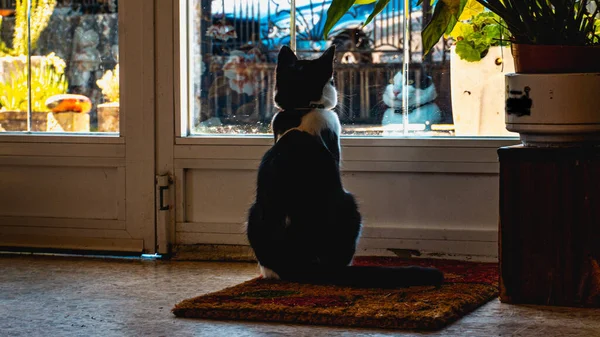 Застенчивый Кот Стеклянной Дверью — стоковое фото