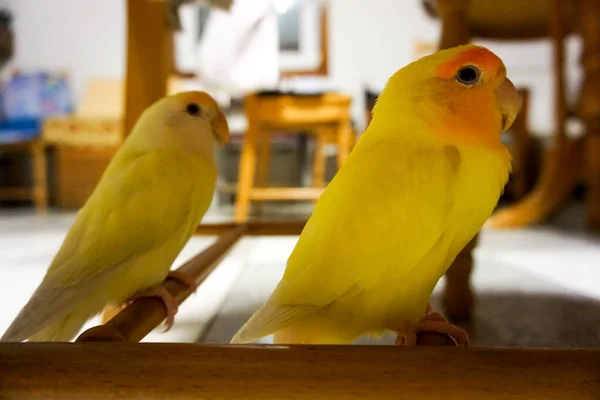 Żółty Miłość Ptaki Równolegle Patrząc Aparat Siedzący Pod Krzesłem — Zdjęcie stockowe