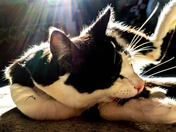 Svart Och Vit Katt Sover Med Ljusstrålar — Stockfoto