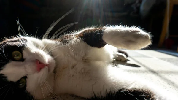 Siyah beyaz kedi ve bıyıkları var.