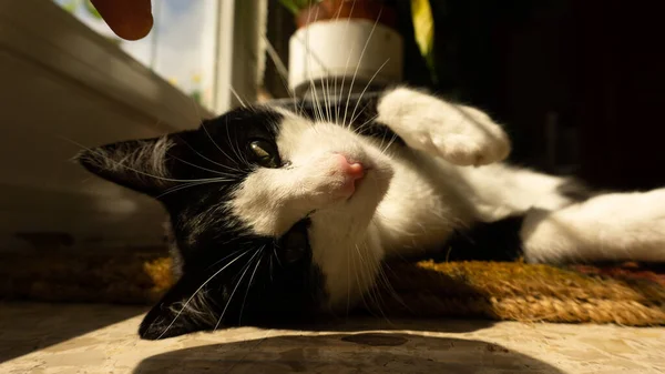 Svart Och Vit Katt Liggande Blickande Rakt Fram — Stockfoto