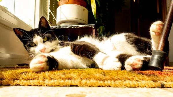 Svart Vit Katt Liggande Solen Matta — Stockfoto