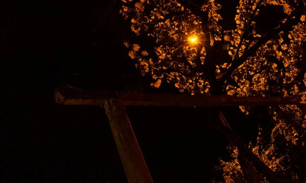 Bílá Vinná Réva Noci Světle Pouliční Lampy — Stock fotografie
