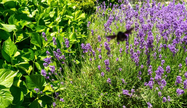 Inseto Polinizador Voando Sobre Uma Planta Lavanda Com Flores — Fotografia de Stock