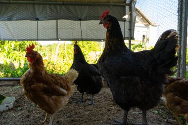 Çevrelerindeki zarif tavuklar umursamazlık ifadesiyle kaygısızdır.