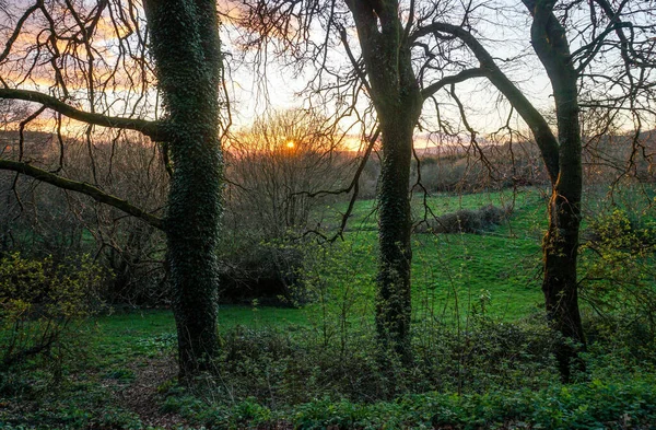 Letzte Sonnenstrahlen Brechen Durch Die Verdrehten Äste Der Waldbäume — Stockfoto