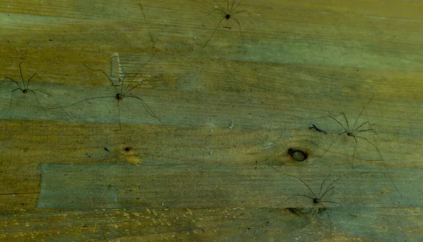 Spider Extending Its Long Legs Wooden Beam — ストック写真