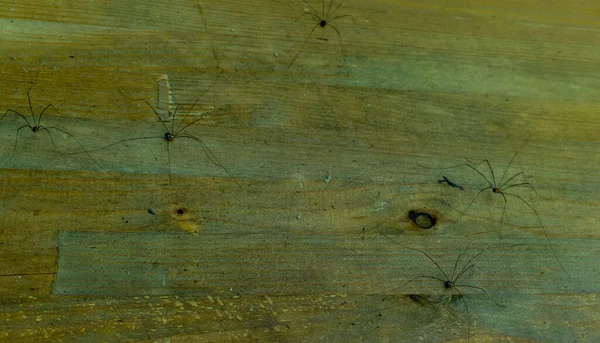 spider extending its long legs on a wooden beam