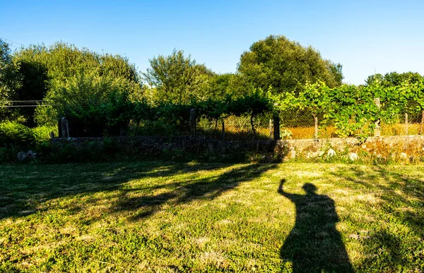 Shadow Human Waving Middle Green Field Trees — ストック写真