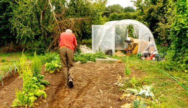 Yaşlı bir adam meyve bahçesinin toprağını sürmek için elle saban kullanıyor.