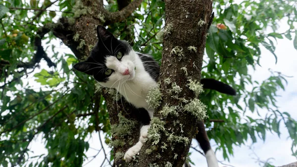 Svart Och Vit Katt Klättrade Ett Träd Med Frukter Tittar — Stockfoto