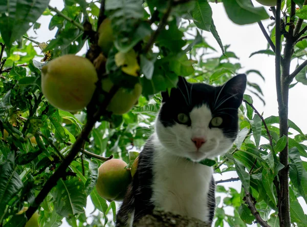 Svart Och Vit Katt Klättrade Ett Träd Med Frukter Tittar — Stockfoto