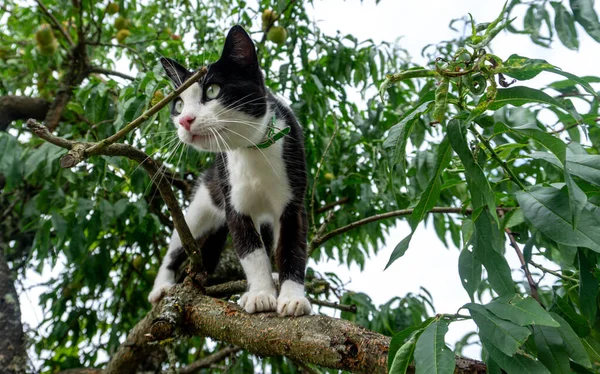 Svart Och Vit Katt Klättrade Ett Träd Med Frukter Tittar — Stockfoto