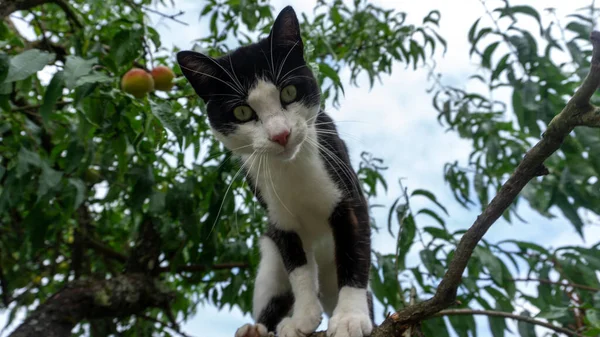 Svart Och Vit Katt Klättrade Ett Träd Med Frukter Tittar — Stockfoto