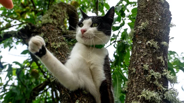 Schwarz Weiße Katze Mit Erhobener Pfote Zum Finger Einer Person — Stockfoto