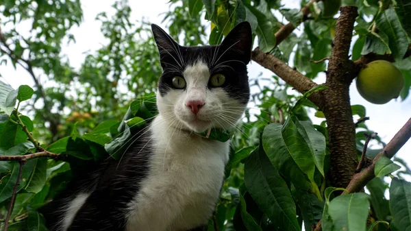 Svart Och Vit Katt Klättrade Ett Träd Med Frukter Tittar — Stockfoto