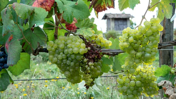 Racimos Uvas Blancas Viñedo Esperando Vendimia Con Una Construcción Típica —  Fotos de Stock